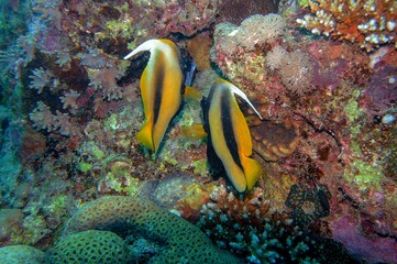 Naklejka na ściany i meble banner fish in the reef