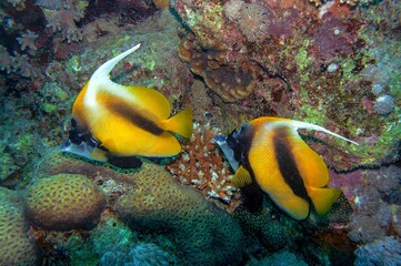 a pair of banner fish and coral