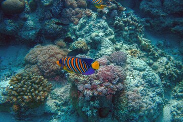 Naklejka na ściany i meble emperor angel fish in the reef