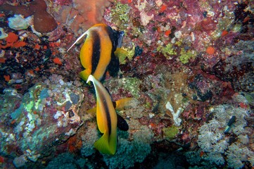 Fototapeta na wymiar banner fish on coral