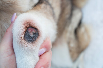 wound on the paw of a dog animal, purulent infection for veterinary medicine