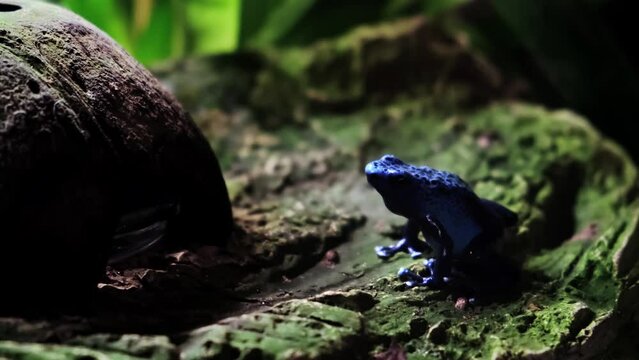 Azureus Dendrobates Tinctotius Blue Poison Dart Frog. Exotic amphibians. Dangerous animal. Natural jungle background. Zoo terrarium. Bright colors of fauna. Wildlife. Close-up. 4K.