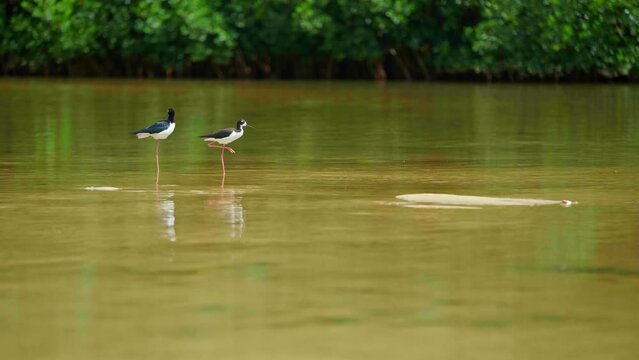Black-Necked Stilt Bird hawaii birds