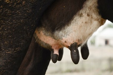 Untidy cow udder close-up. Dirty cow udder. Cow diseases.