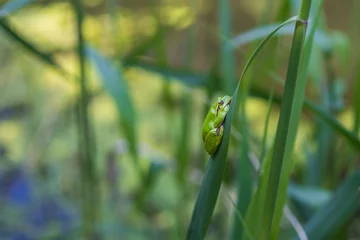 Foto op Canvas Hyla arborea - Green tree frog on a stalk. The background is green. The photo has a nice bokeh. Wild photo © Roman Bjuty
