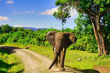 A Young Bull elephant is ready to charge on the trails in the Aberdare National Park, Kenya © InnerPeace