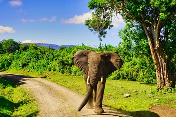 Fotobehang A Young Bull elephant is ready to charge on the trails in the Aberdare National Park, Kenya © InnerPeace