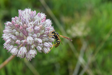 Fototapeta premium wasp on a flower