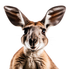 close up of a kangeroo head