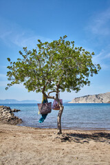 Spiaggia e albero, isola greca