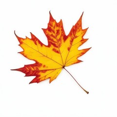 Fototapeta premium autumn leaf isolated on white background