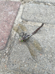 A dragonfly with four oval transparent wings with black veins and a gray tail lies on a gray paving slab with its legs up, close-up, top view. Fallen insect.