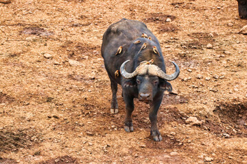 Obraz premium Buffalo with Oxpeckers on his back near the Ark Lodge, Aberdare National Park, Kenya