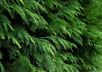 Thuja branches close-up. Thuja branch background