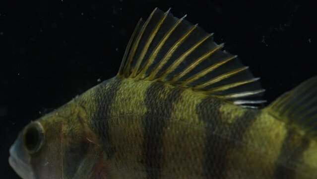 Macro shot of barbed dorsal fin of perch underwater on black background.  Hungry bass waiting of food.