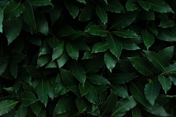 Full frame background of green leaves pattern. Nature lush foliage leaf texture. Natural background