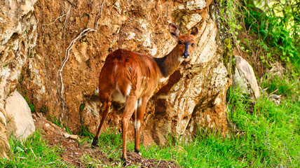 Female bushbuck is a shy animal, pictured in the Aberdare National Park, Kenya