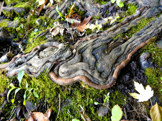 Intricate and colourful knotted patterns on the forest floor near the river