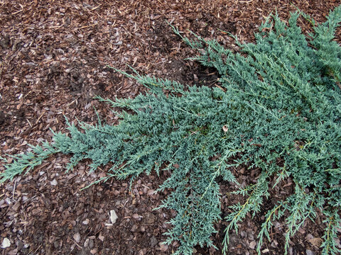 Creeping juniper (Juniperus horizontalis) 'Icee Blue' or 'Monber' with silver blue foliage spreading on the ground