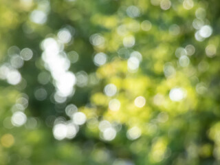 Green bokeh effect and purposely blurred view of sunlight throught green leaves. Green, blurry background with photographic bokeh effect - Powered by Adobe