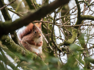 Red Squirrel feeding ina Tree