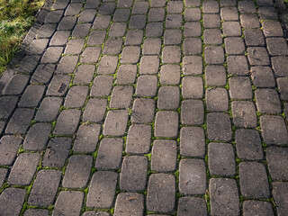 Pavement with green moss growing in spaces between all bricks. Moss growing on pavement