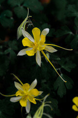 yellow flower