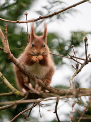Red Squirrel feeding ina Tree
