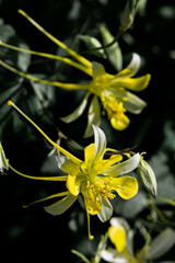 yellow flower