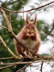 Red Squirrel feeding ina Tree