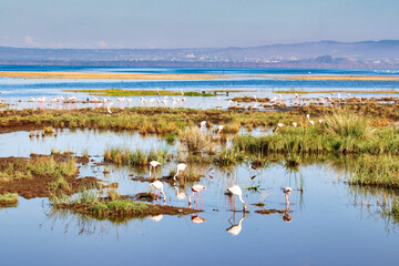 Flamingos are abundant at Lake Nakuru, Kenya