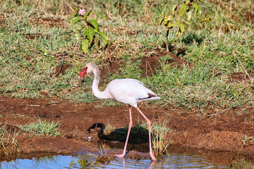 A Lone Greater Flamingo at Lake Nakuru, Kenya