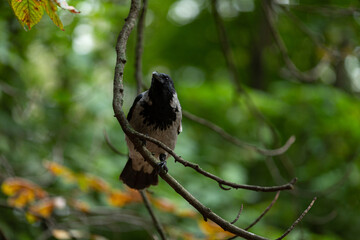 A gray crow is sitting on a tree branch