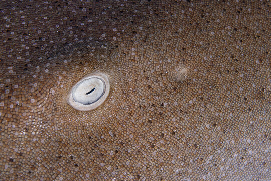 Nurse shark eye an spiracle 