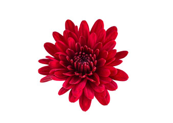 Close-up of red chrysanthemums with water drops on a white background in isolation