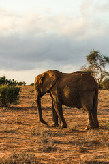 Fototapeta na wymiar Elefant in der Landschaft von Kenia bei Sonnenaufgangsstimmung