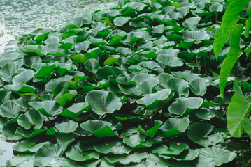 plantas sobre el lago