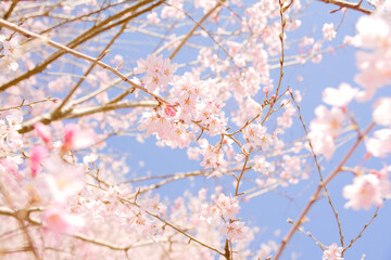 桜　花　春　満開