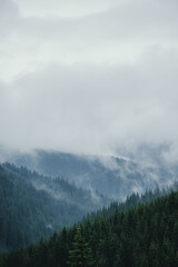 fog covering the peaks of the mountain coniferous forest, the concept of mystery, vertical photo. High quality photo