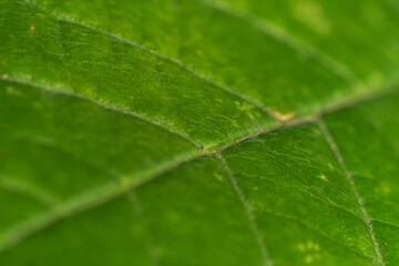 leaf tree veins macro shooting chlorophyll green fresh color nature. concept macro nature background 