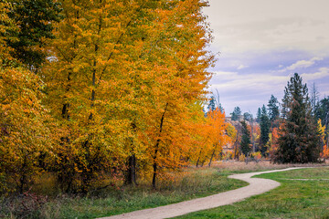 A pathway lined with beautiful orange trees in the Autumn