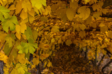 A vineyard in the autumn with beautiful orange leaves