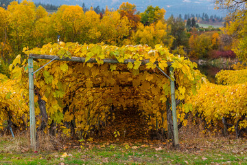 A vineyard in the autumn with beautiful orange leaves