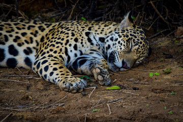 An sleepy jaguar at the river bank (Pantanal, Brazil)