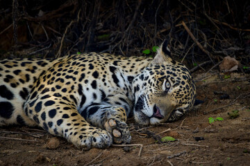 An sleepy jaguar at the river bank in Pantanal, Brazil.