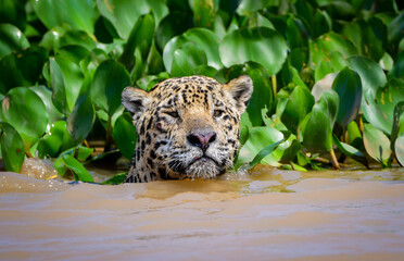 A jaguar swimming at Pantanal, Brazil.