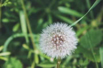 Nahaufnahme einer Pflanze in freier Natur