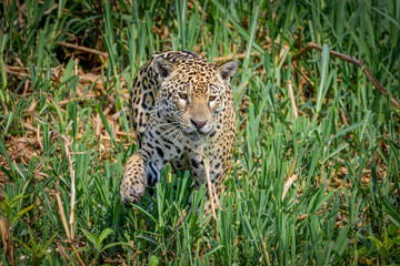 A jaguar hunts at pantanal, Brazil