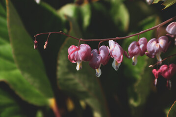 Nahaufnahme einer Pflanze in freier Natur