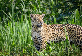A jaguar scanning the river bank in pantanal (looking for preys)